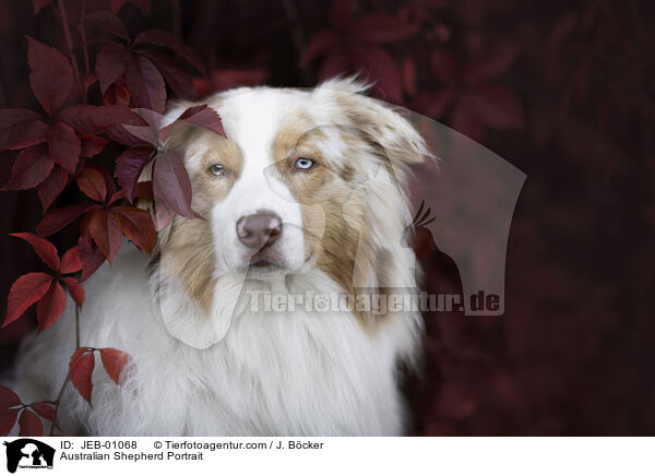 Australian Shepherd Portrait / Australian Shepherd Portrait / JEB-01068