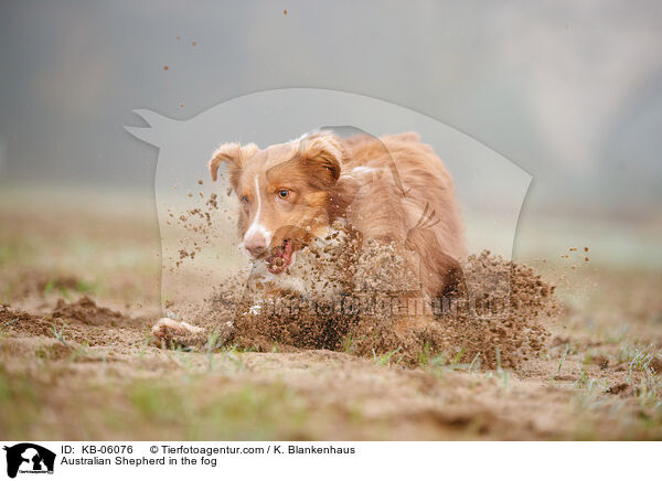 Australian Shepherd im Nebel / Australian Shepherd in the fog / KB-06076