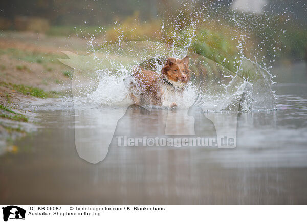 Australian Shepherd im Nebel / Australian Shepherd in the fog / KB-06087