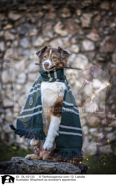 Australian Shepherd als Zauberlehrling / Australian Shepherd as sorcerer's apprentice / DL-02132