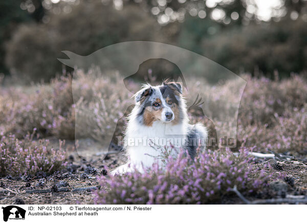 Australian Shepherd in der Heide / Australian Shepherd at heath / NP-02103