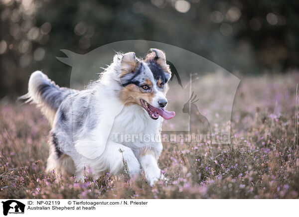 Australian Shepherd in der Heide / Australian Shepherd at heath / NP-02119