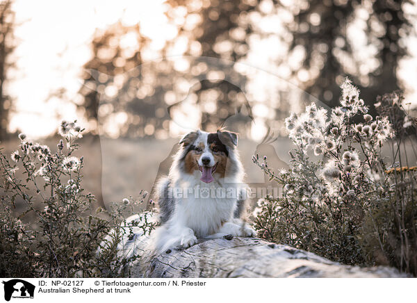 Australian Shepherd auf Baumstamm / Australian Shepherd at trunk / NP-02127