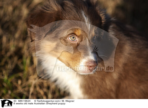 8 Wochen alter Australian Shepherd Rde / 8 weeks old male Australian Shepherd puppy / MW-19624