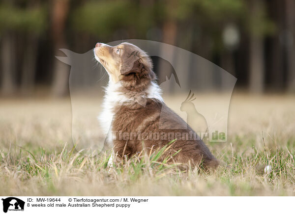 8 Wochen alter Australian Shepherd Rde / 8 weeks old male Australian Shepherd puppy / MW-19644