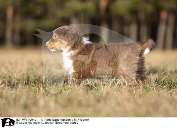 8 Wochen alter Australian Shepherd Rde / 8 weeks old male Australian Shepherd puppy / MW-19649