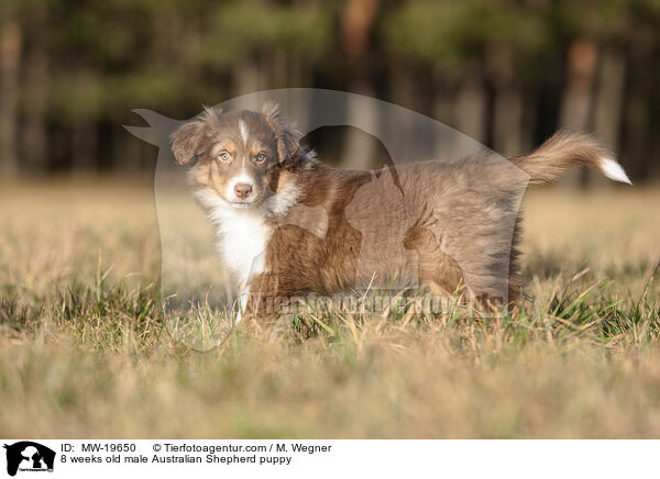 8 Wochen alter Australian Shepherd Rde / 8 weeks old male Australian Shepherd puppy / MW-19650