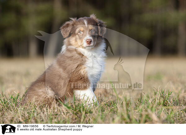 8 Wochen alter Australian Shepherd Rde / 8 weeks old male Australian Shepherd puppy / MW-19656