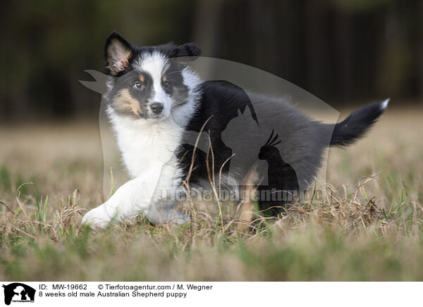 8 Wochen alter Australian Shepherd Rde / 8 weeks old male Australian Shepherd puppy / MW-19662