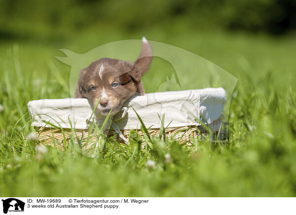 3 Wochen alter Australian Shepherd Welpe / 3 weeks old Australian Shepherd puppy / MW-19689