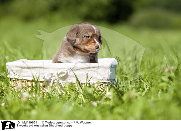 3 Wochen alter Australian Shepherd Welpe / 3 weeks old Australian Shepherd puppy / MW-19691