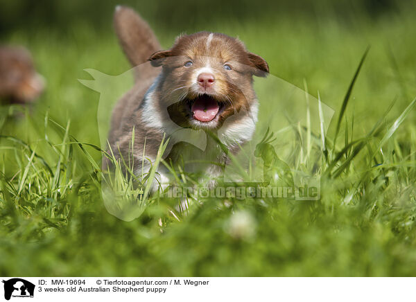 3 Wochen alter Australian Shepherd Welpe / 3 weeks old Australian Shepherd puppy / MW-19694