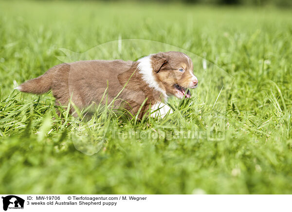 3 Wochen alter Australian Shepherd Welpe / 3 weeks old Australian Shepherd puppy / MW-19706