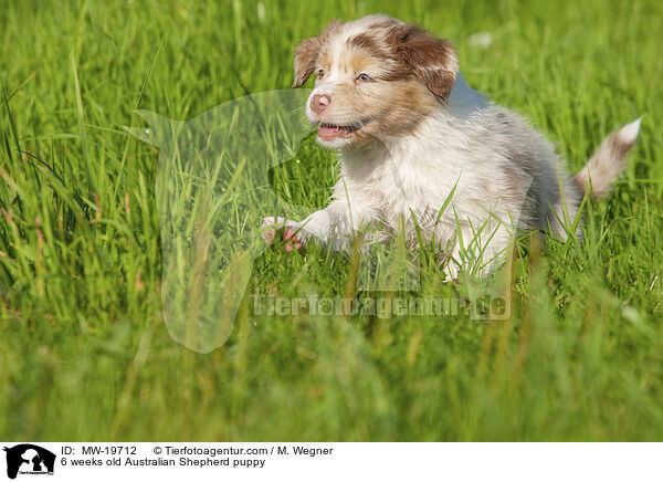 6 Wochen alter Australian Shepherd Welpe / 6 weeks old Australian Shepherd puppy / MW-19712