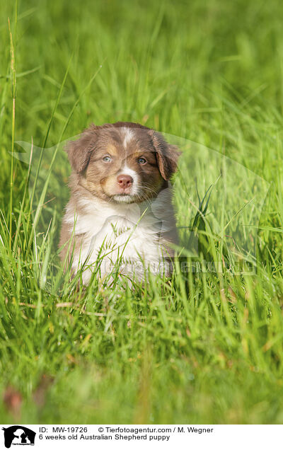 6 Wochen alter Australian Shepherd Welpe / 6 weeks old Australian Shepherd puppy / MW-19726