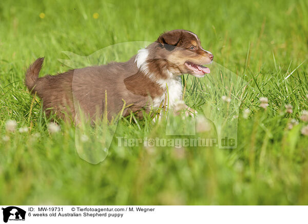 6 Wochen alter Australian Shepherd Welpe / 6 weeks old Australian Shepherd puppy / MW-19731