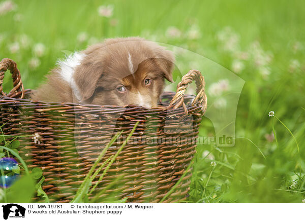 9 Wochen alter Australian Shepherd Welpe / 9 weeks old Australian Shepherd puppy / MW-19781