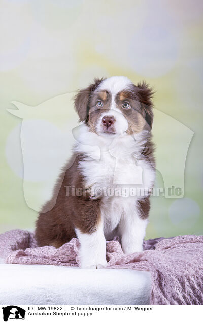 Australian Shepherd Welpe / Australian Shepherd puppy / MW-19822