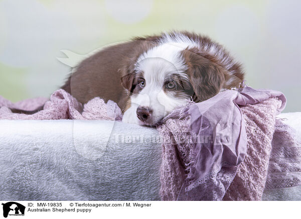 Australian Shepherd Welpe / Australian Shepherd puppy / MW-19835