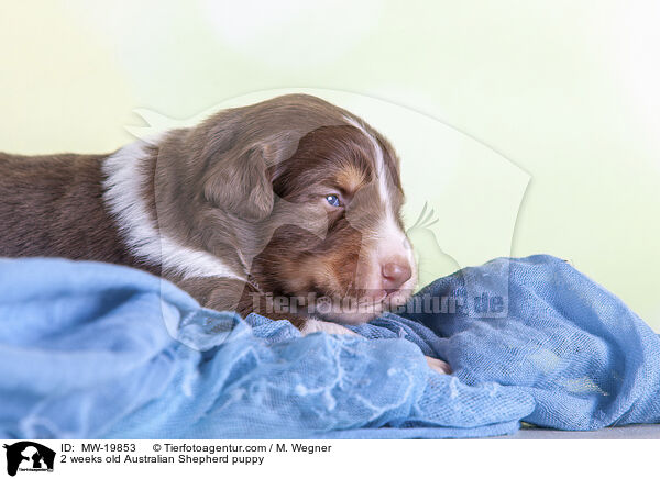 2 Wochen alter Australian Shepherd Welpe / 2 weeks old Australian Shepherd puppy / MW-19853