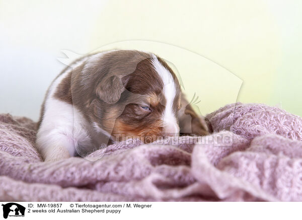 2 Wochen alter Australian Shepherd Welpe / 2 weeks old Australian Shepherd puppy / MW-19857