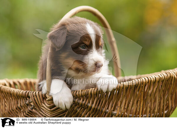 4 Wochen alter Australian Shepherd Welpe / 4 weeks old Australian Shepherd puppy / MW-19864