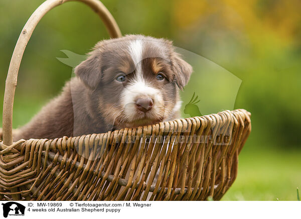 4 Wochen alter Australian Shepherd Welpe / 4 weeks old Australian Shepherd puppy / MW-19869