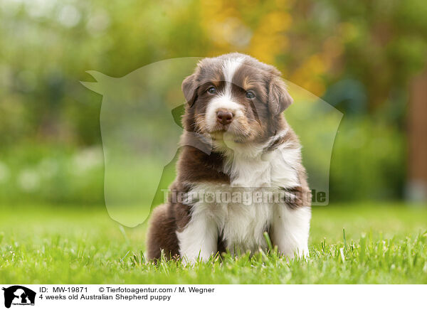 4 Wochen alter Australian Shepherd Welpe / 4 weeks old Australian Shepherd puppy / MW-19871