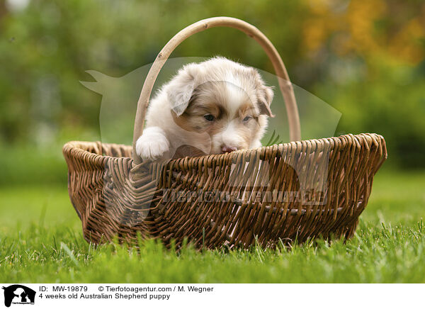 4 Wochen alter Australian Shepherd Welpe / 4 weeks old Australian Shepherd puppy / MW-19879