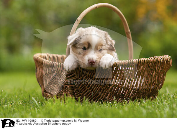 4 Wochen alter Australian Shepherd Welpe / 4 weeks old Australian Shepherd puppy / MW-19880