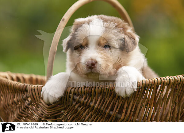 4 Wochen alter Australian Shepherd Welpe / 4 weeks old Australian Shepherd puppy / MW-19889