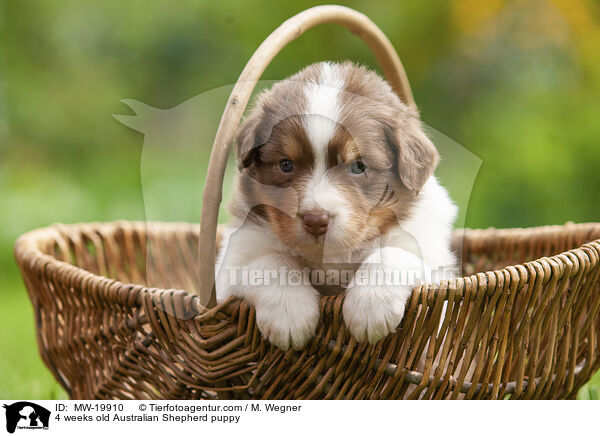 4 Wochen alter Australian Shepherd Welpe / 4 weeks old Australian Shepherd puppy / MW-19910