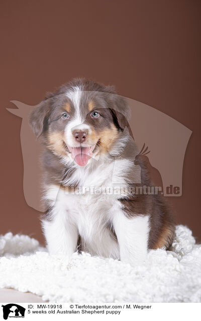 5 Wochen alter Australian Shepherd Welpe / 5 weeks old Australian Shepherd puppy / MW-19918