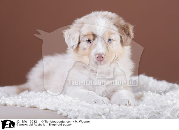 5 Wochen alter Australian Shepherd Welpe / 5 weeks old Australian Shepherd puppy / MW-19932