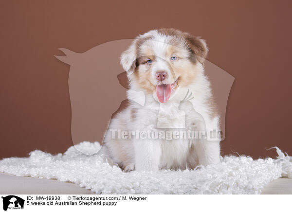 5 Wochen alter Australian Shepherd Welpe / 5 weeks old Australian Shepherd puppy / MW-19938