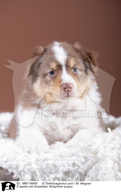 5 Wochen alter Australian Shepherd Welpe / 5 weeks old Australian Shepherd puppy / MW-19966