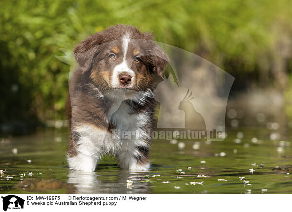 8 Wochen alter Australian Shepherd Welpe / 8 weeks old Australian Shepherd puppy / MW-19975