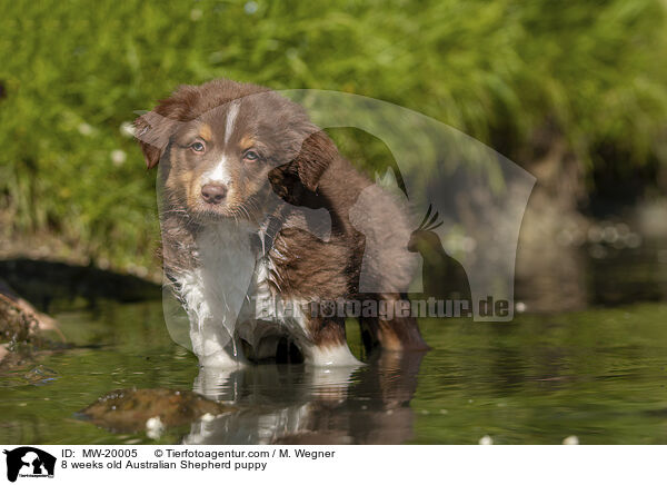 8 Wochen alter Australian Shepherd Welpe / 8 weeks old Australian Shepherd puppy / MW-20005