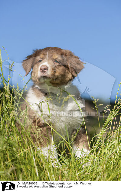 8 Wochen alter Australian Shepherd Welpe / 8 weeks old Australian Shepherd puppy / MW-20009