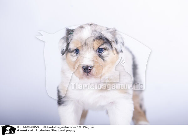 4 Wochen alter Australian Shepherd Welpe / 4 weeks old Australian Shepherd puppy / MW-20053