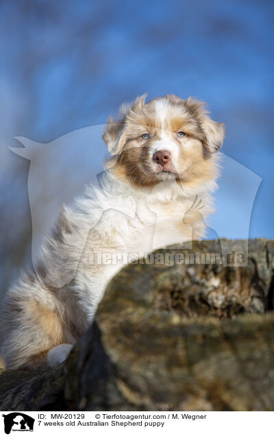 7 Wochen alter Australian Shepherd puppy / 7 weeks old Australian Shepherd puppy / MW-20129