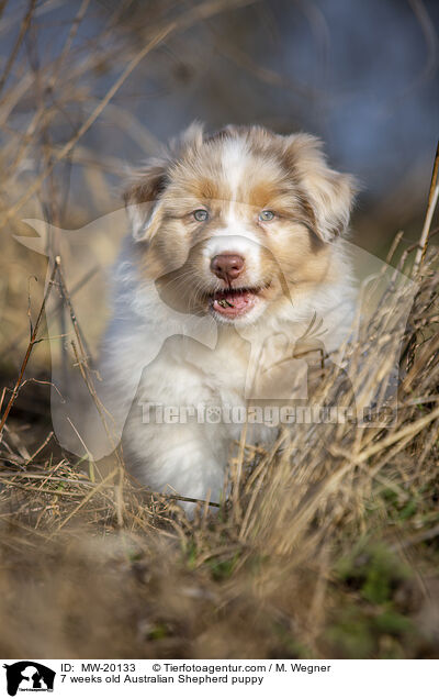 7 Wochen alter Australian Shepherd puppy / 7 weeks old Australian Shepherd puppy / MW-20133