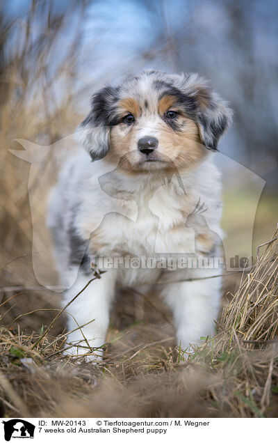 7 Wochen alter Australian Shepherd puppy / 7 weeks old Australian Shepherd puppy / MW-20143