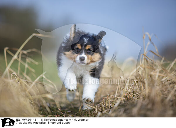 7 Wochen alter Australian Shepherd puppy / 7 weeks old Australian Shepherd puppy / MW-20148