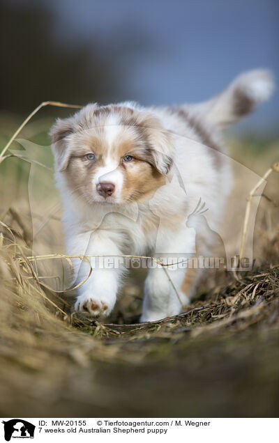 7 Wochen alter Australian Shepherd puppy / 7 weeks old Australian Shepherd puppy / MW-20155