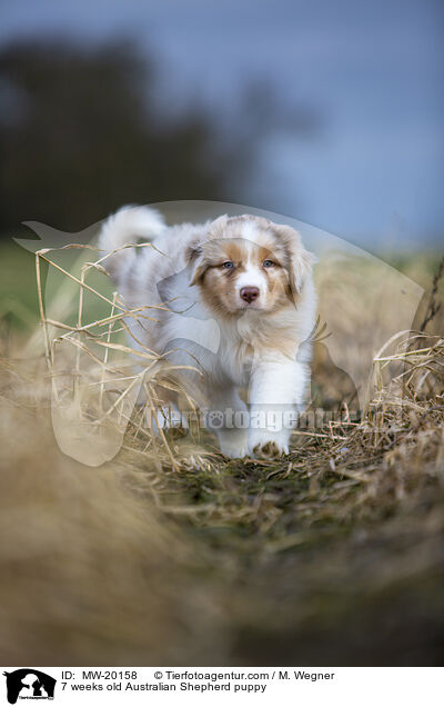 7 Wochen alter Australian Shepherd puppy / 7 weeks old Australian Shepherd puppy / MW-20158