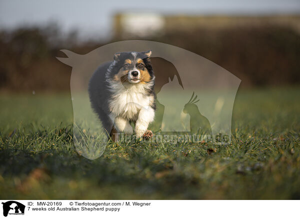 7 Wochen alter Australian Shepherd puppy / 7 weeks old Australian Shepherd puppy / MW-20169