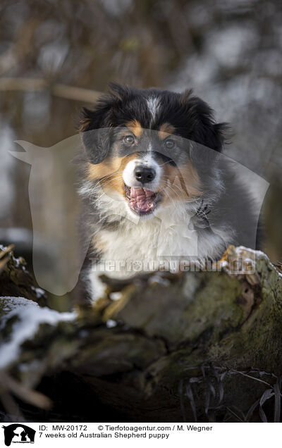 7 Wochen alter Australian Shepherd puppy / 7 weeks old Australian Shepherd puppy / MW-20172