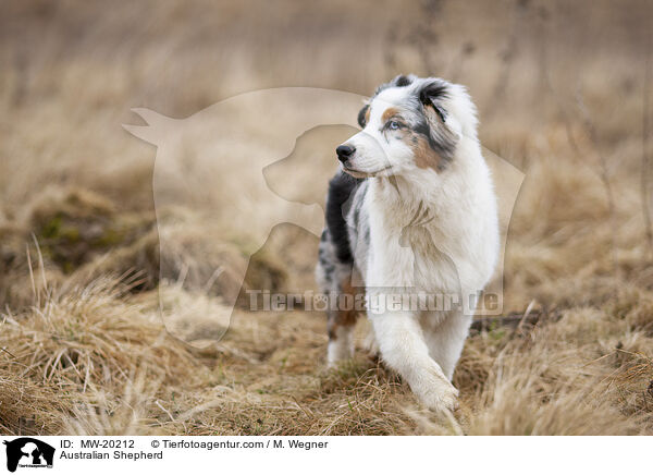 Australian Shepherd / Australian Shepherd / MW-20212