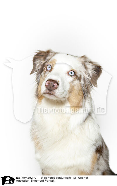 Australian Shepherd Portrait / Australian Shepherd Portrait / MW-20240